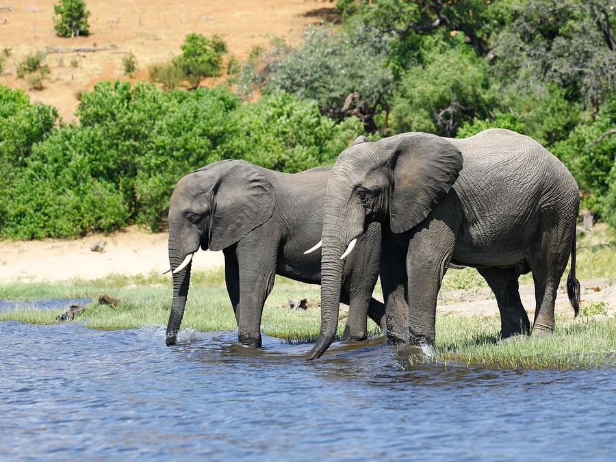 couple-elephants-drinking-from-waterhole-savanna