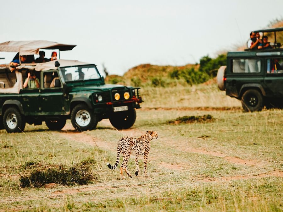 leopard spotted on jeep safari