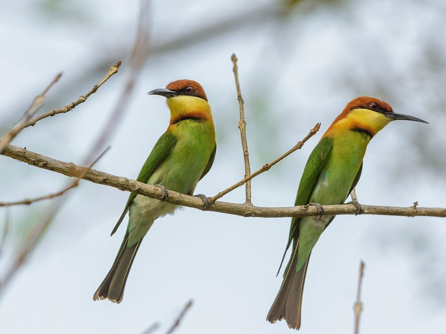 Chestnut Headed Bee Eater  - Waxpol Hotels and Resorts
