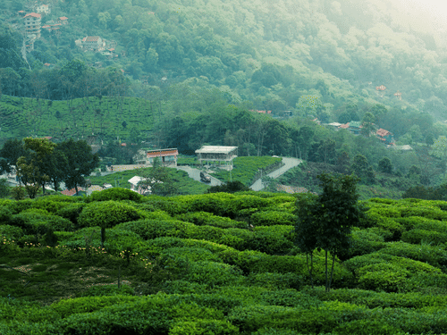 Full view of a lush green coffee plantation field with a thin road and a few settlements around it.