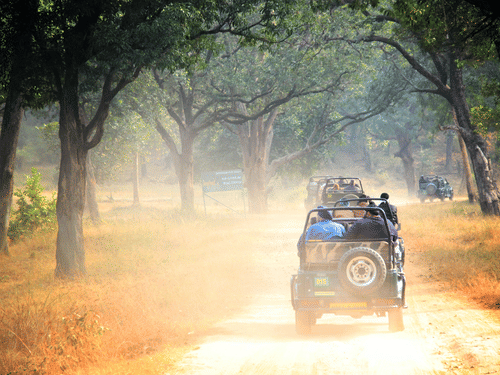 A safari vehicle driving along a forest road with trees on both sides, sunlight filtering through, and dust visible behind the vehicle.