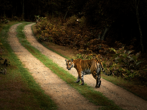 An adult tiger walks across a winding, unpaved dirt path lined with grass and dense tropical foliage, turning its head to look back over its shoulder.