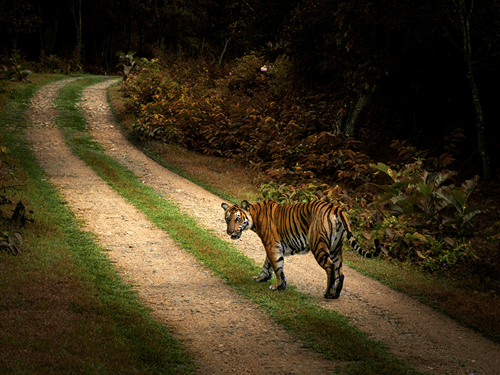 A tiger walking along a forest trail in Bandipur National Park, a wildlife experience among the places to visit in Bandipur National Park.