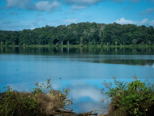 A calm river reflecting the blue sky, with lush green trees along the opposite bank and shrubs in the foreground.