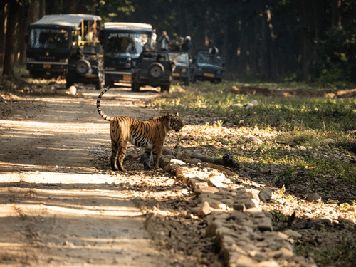 A tiger walking across a dirt road in a forest area with 2 safari vehicles and people beside them stopped behind the animal.