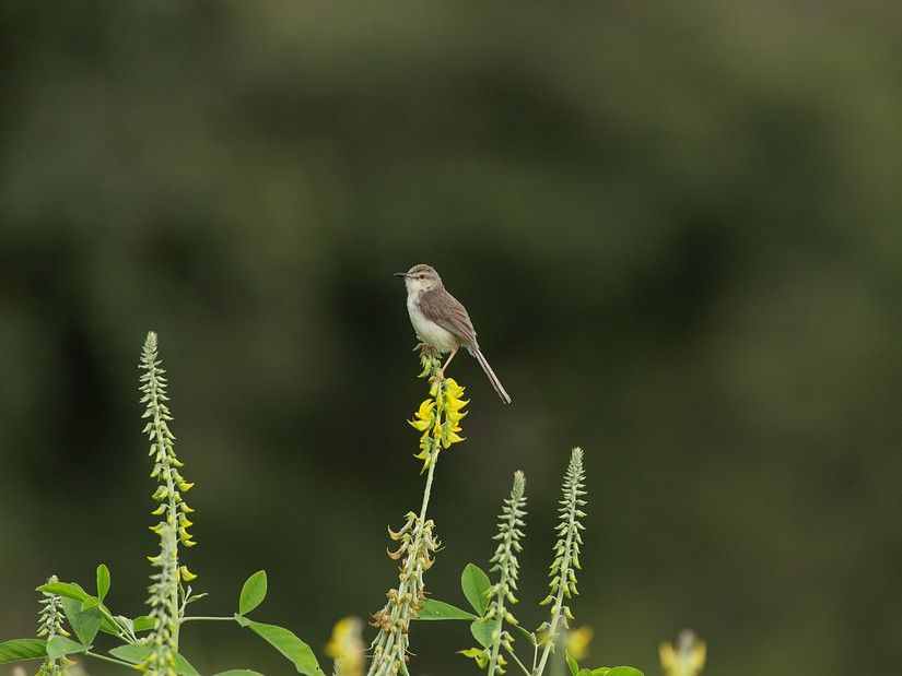 Birds in Bandipur 3