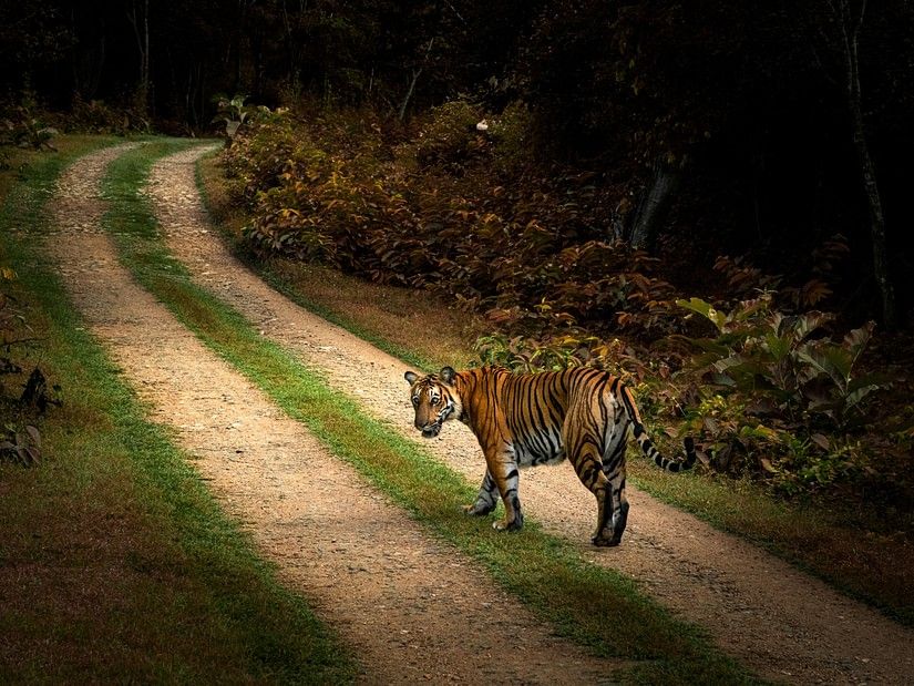 Tiger walking on a dirt path in a forest, looking back.
