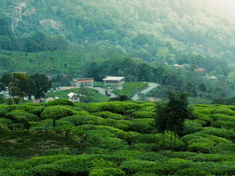 Full view of a lush green coffee plantation field with a thin road and a few settlements around it.