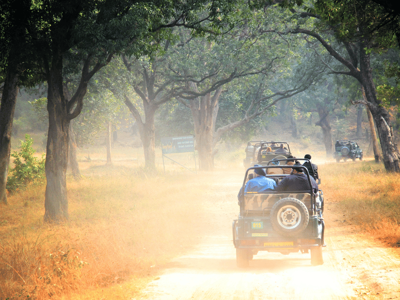 A safari vehicle driving along a forest road with trees on both sides, sunlight filtering through, and dust visible behind the vehicle.