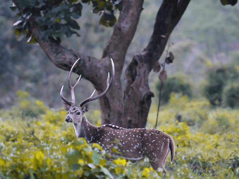 A spotted deer stag with prominent antlers standing alert amid lush undergrowth, framed by tall trees and soft forest light.