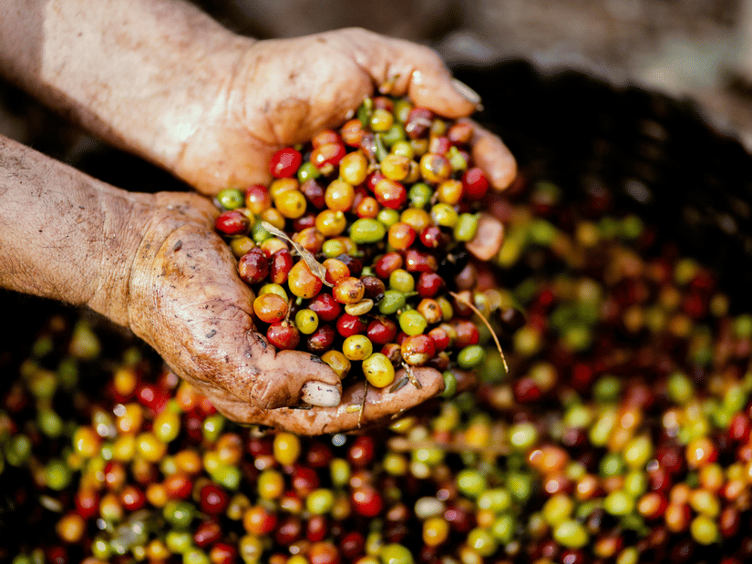 Hands holding freshly picked red and green coffee cherries over a basket during harvest at a coffee plantation.