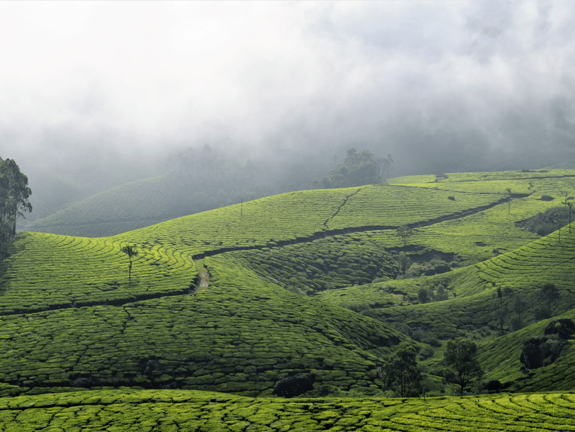 Lush green tea plantations in Chikmagalur surrounded by mist-covered hills and low-hanging clouds.