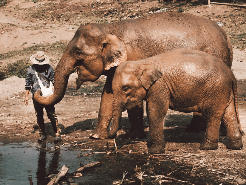 A person wearing a hat stands near 2 elephants at the edge of a shallow water area, with one elephant reaching its trunk toward the person and the other standing beside.