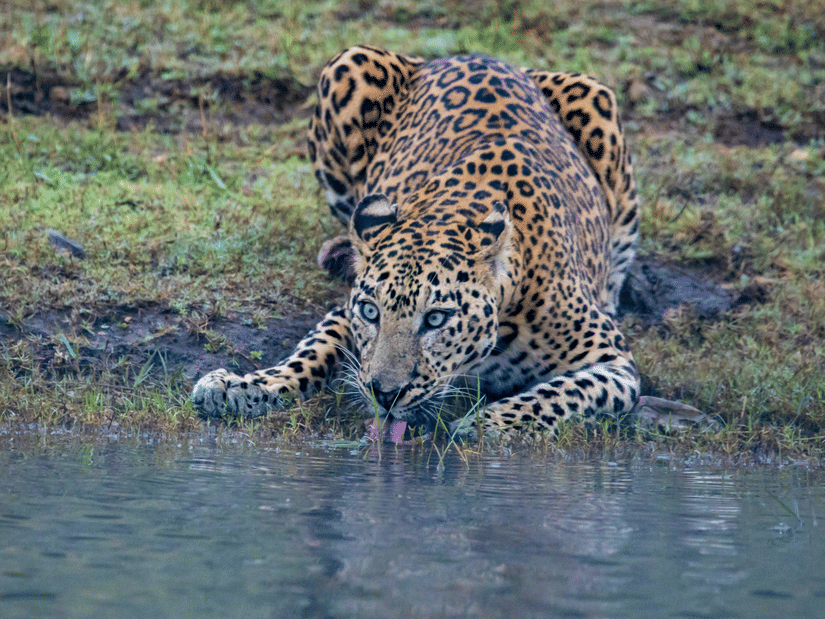 A closeup shot of a leopard drinking water from the Kabini lake.