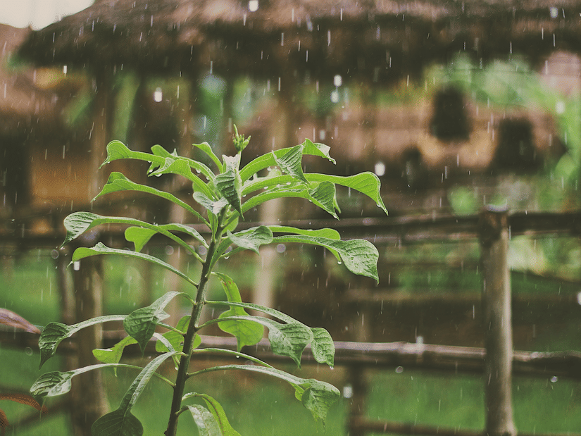 A green plant stands in the foreground as rain falls in front of a blurred wooden fence and thatched-roof structure.