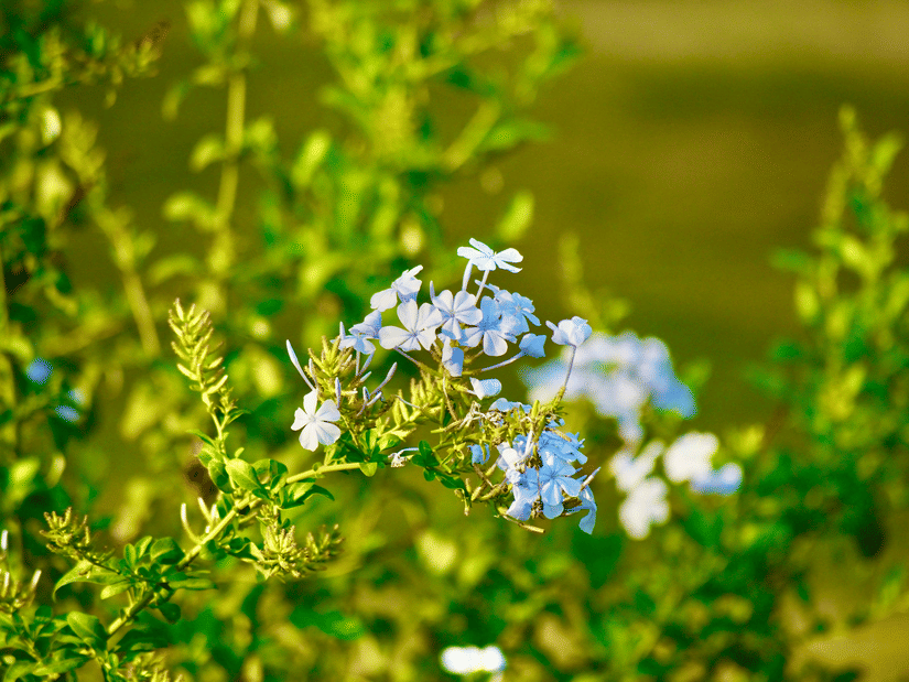 A cluster of small white flowers on a green plant with leaves and blurred greenery in the background.