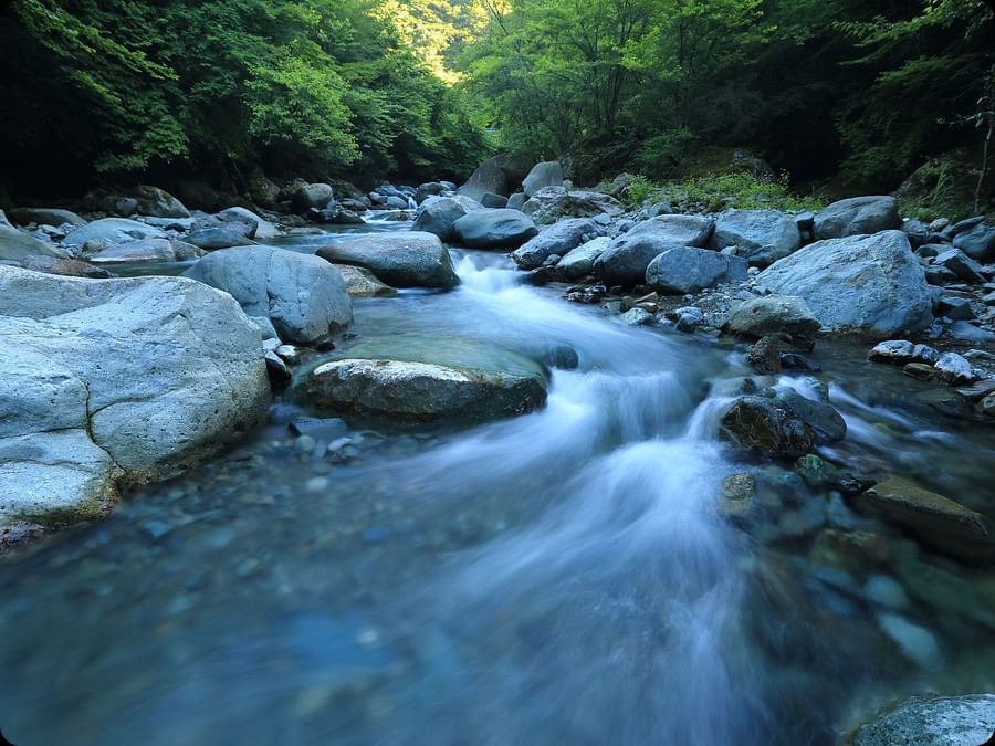 a stream of river flowing through rocks with forest cover in the background