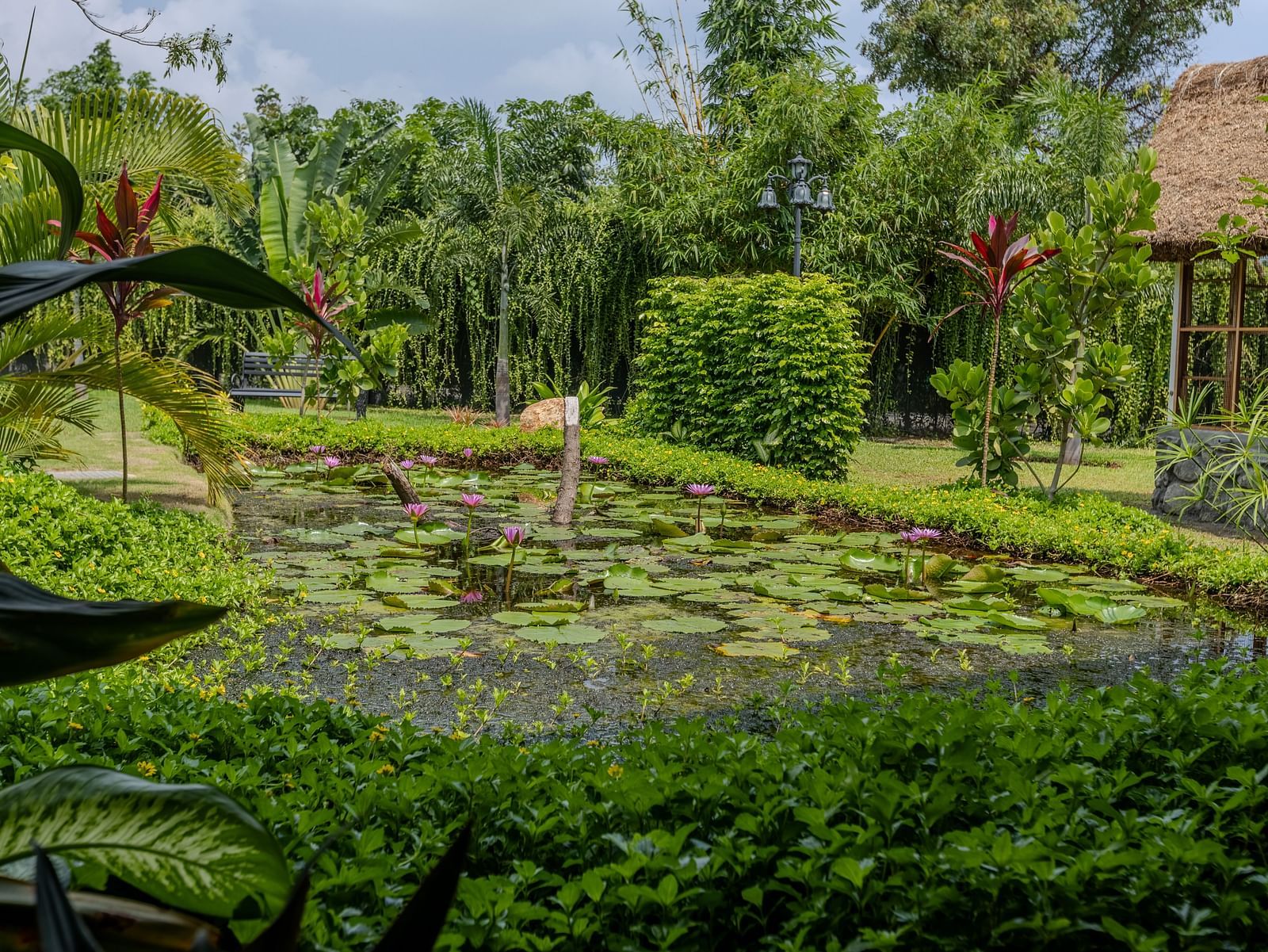 a close up image of a pond with a lot of green leaves floating over it - Darza Resorts