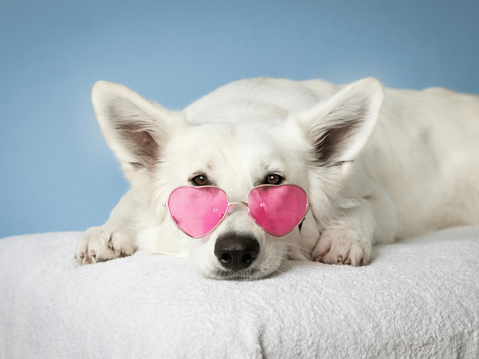 White dog lying on a bed wearing heart-shaped pink glasses with blue background