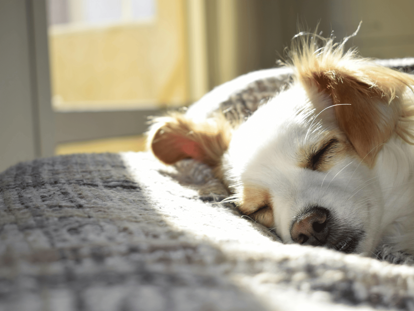 A dog peacefully sleeping on a cosy blanket by a sunlit window