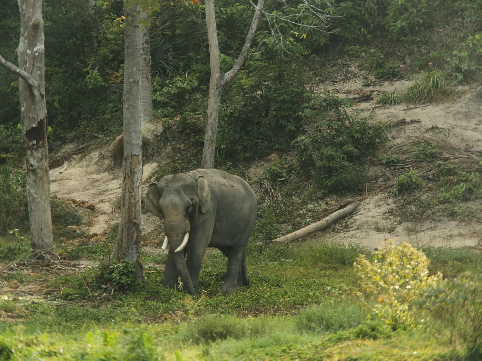 Elephant standing near trees in a forest clearing.