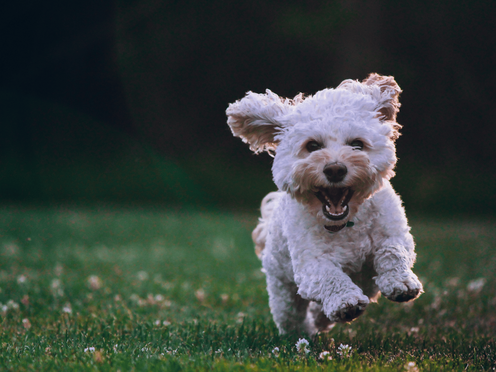 A small white dog running through the grass.