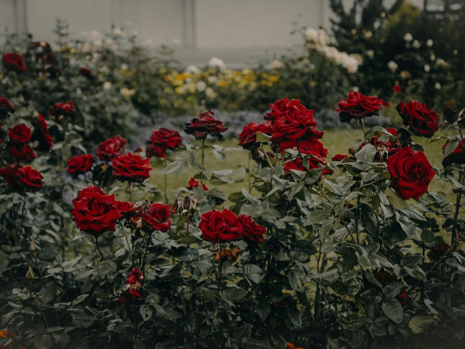 A cluster of dark red roses growing on bushes in a garden setting.