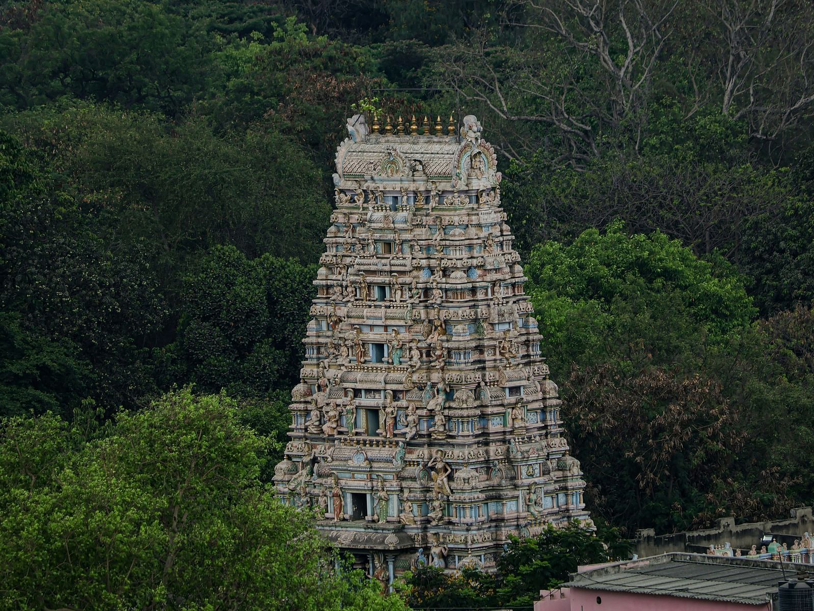 A tall temple shikhara in between dense trees surronded by houses on one side.