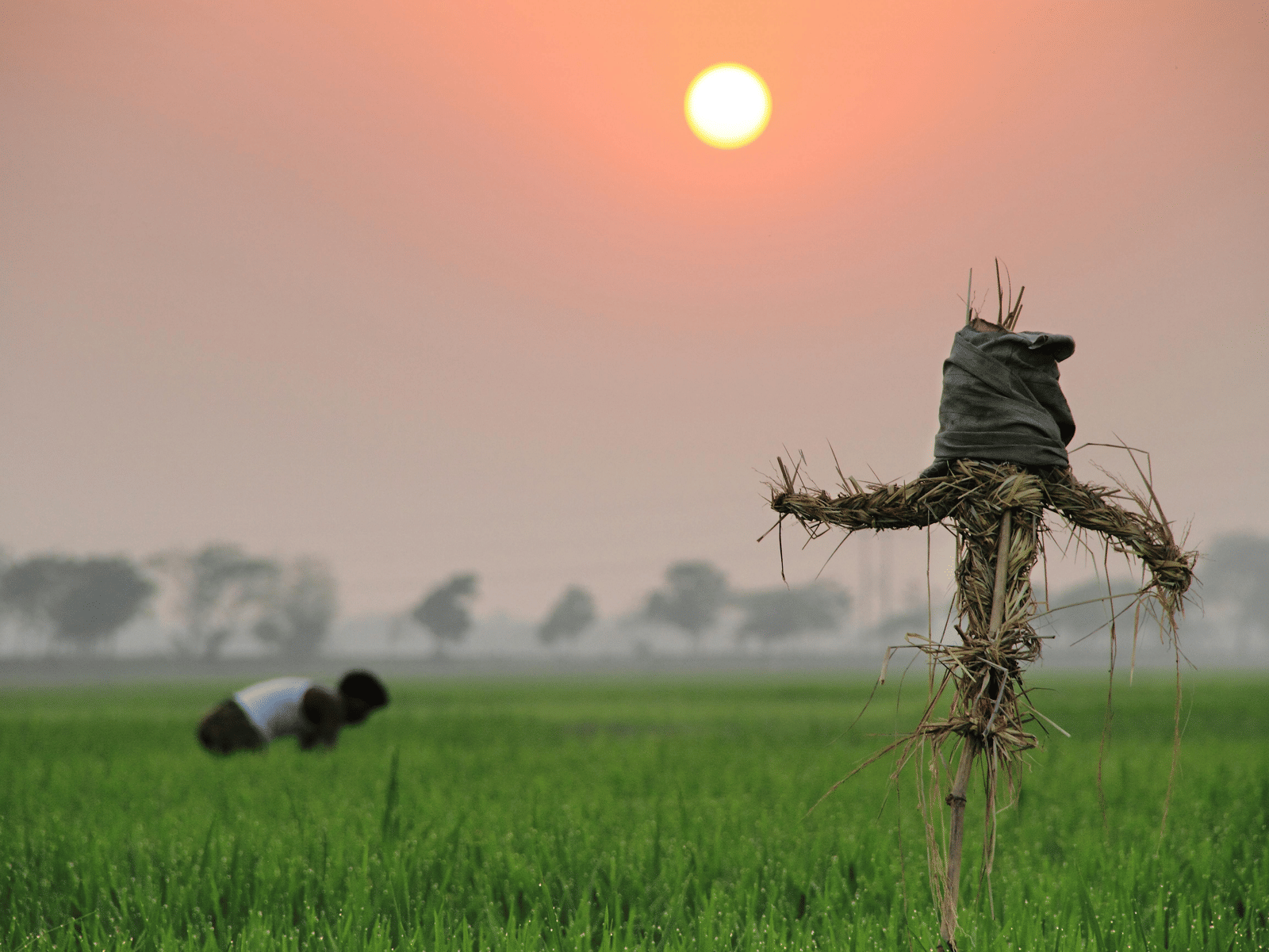 A scarecrow standing in a lush green field at sunrise with warm orange light shining through the misty landscape in the background.
