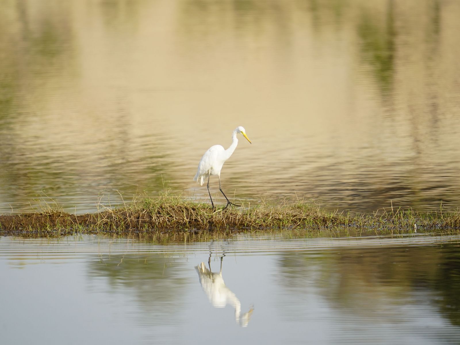 Image of a bird on a water body