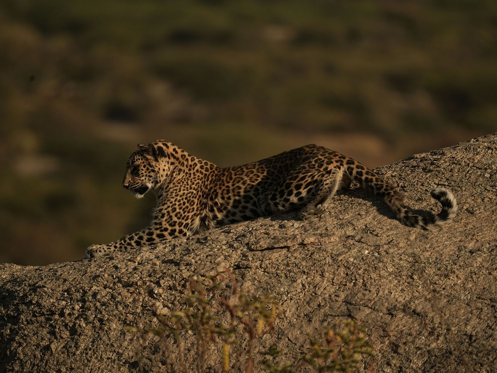 An image of a leopard resting on top of a rock in a wildlife area - Kurja Jawai