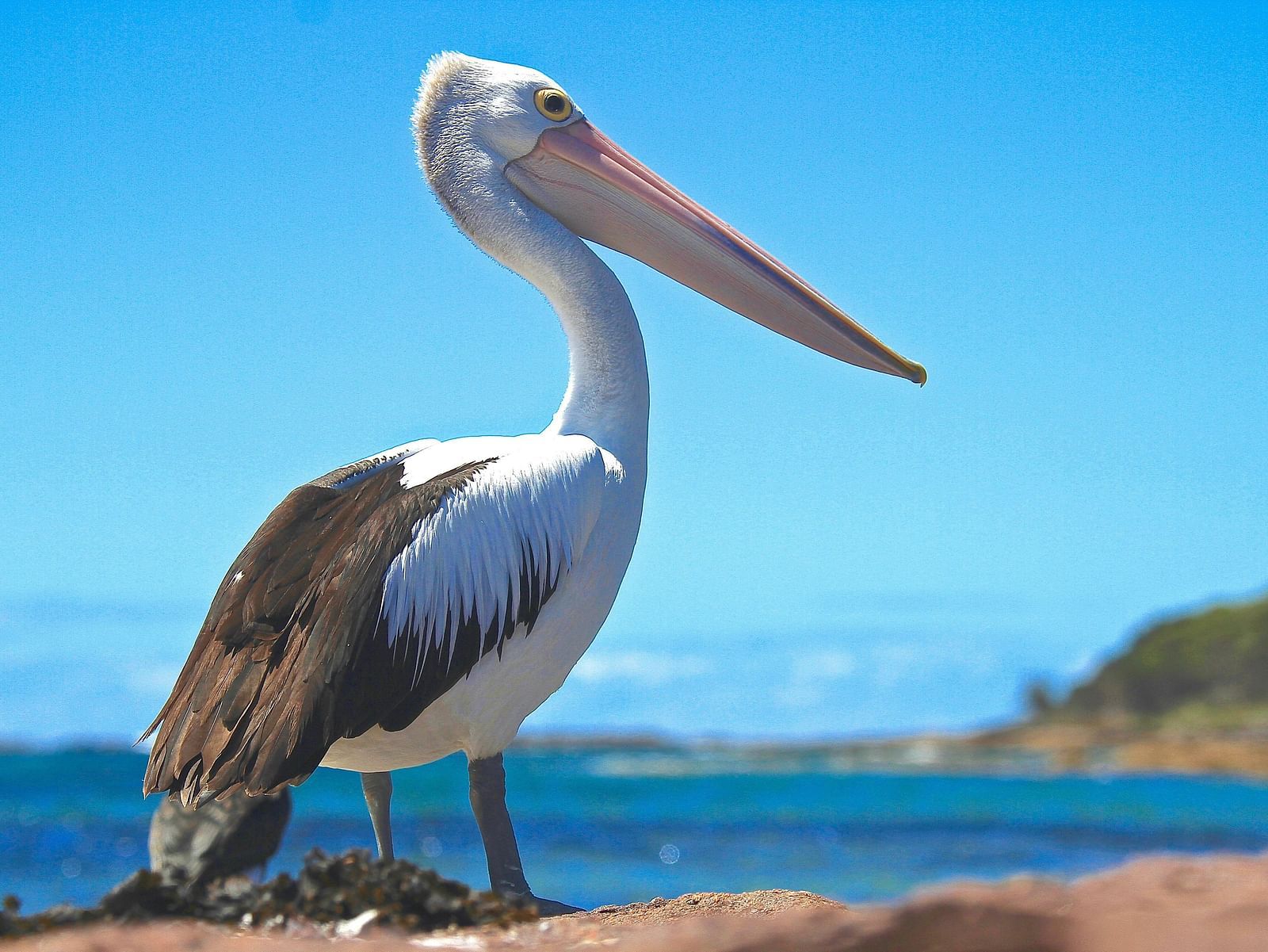 An image of a Pelican at the seaside