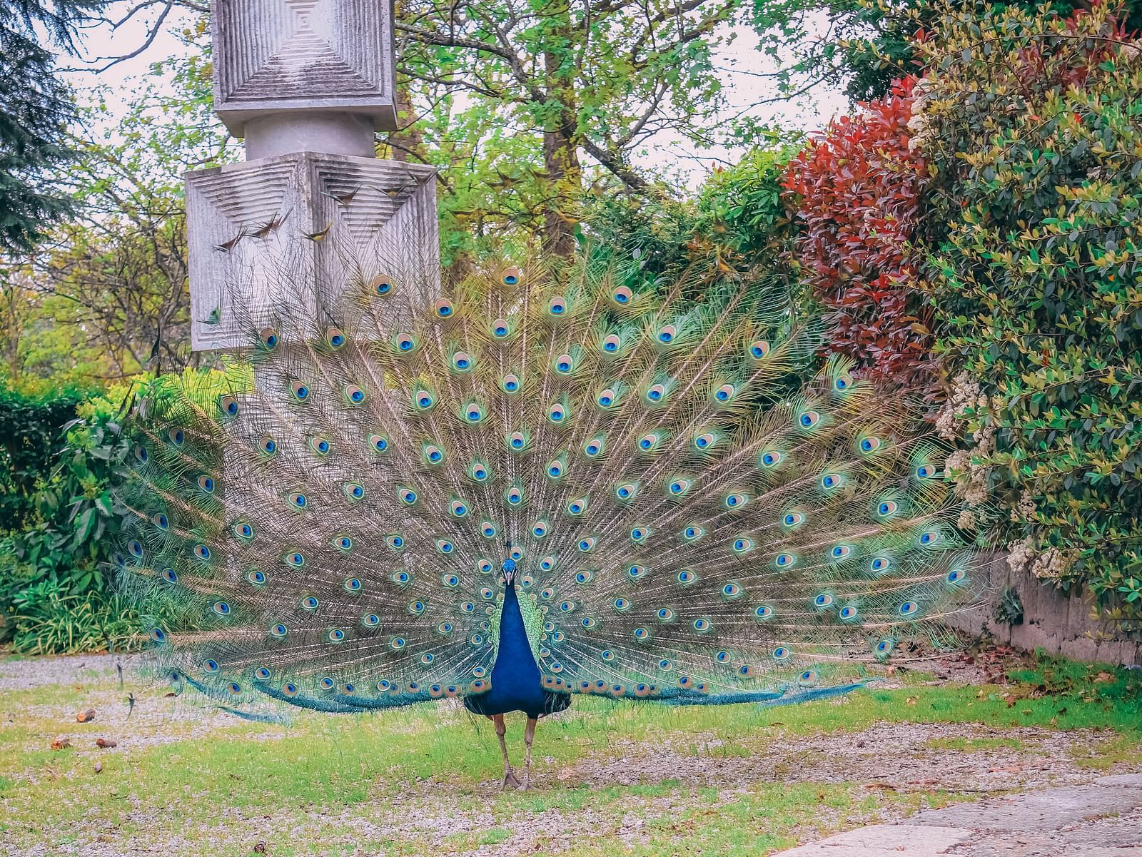 A vibrant peacock with its feathers fully spread, showcasing its colorful plumage in a garden setting.
