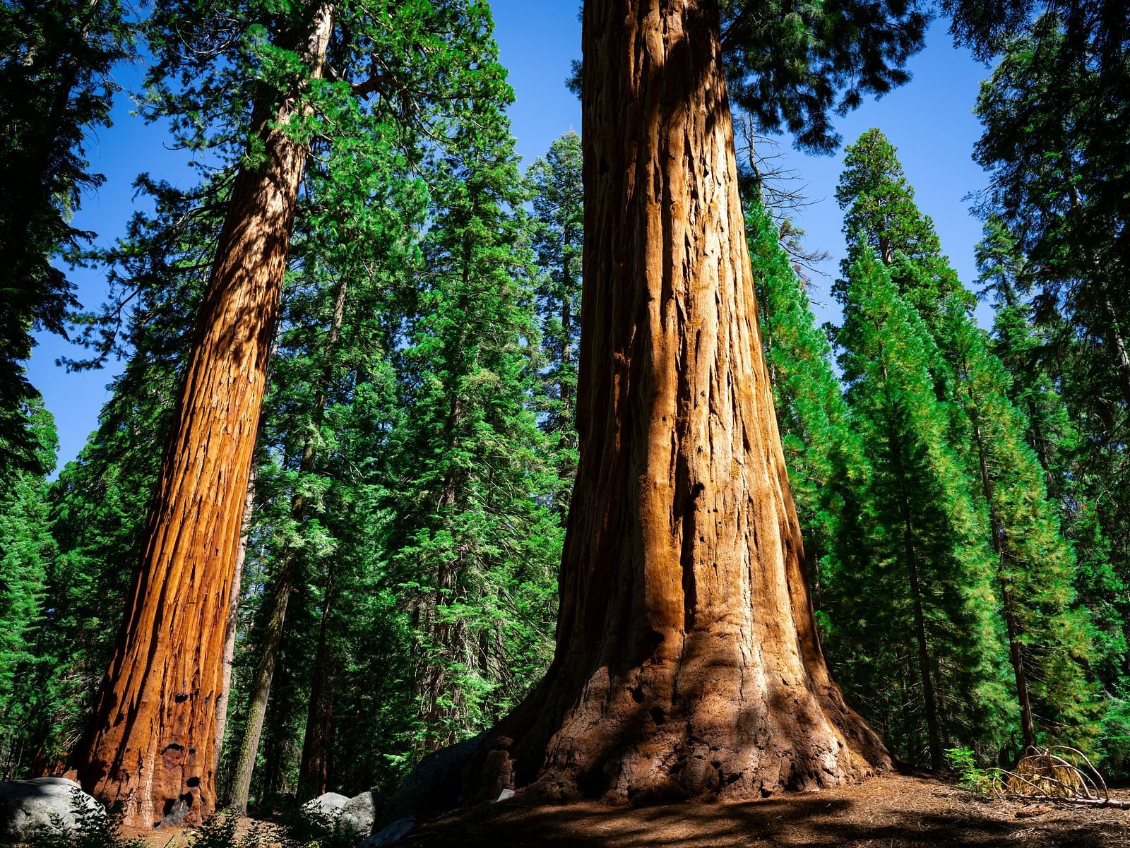 An overview of Giant Sequoias in the Yosemite forest with pine trees behind them.