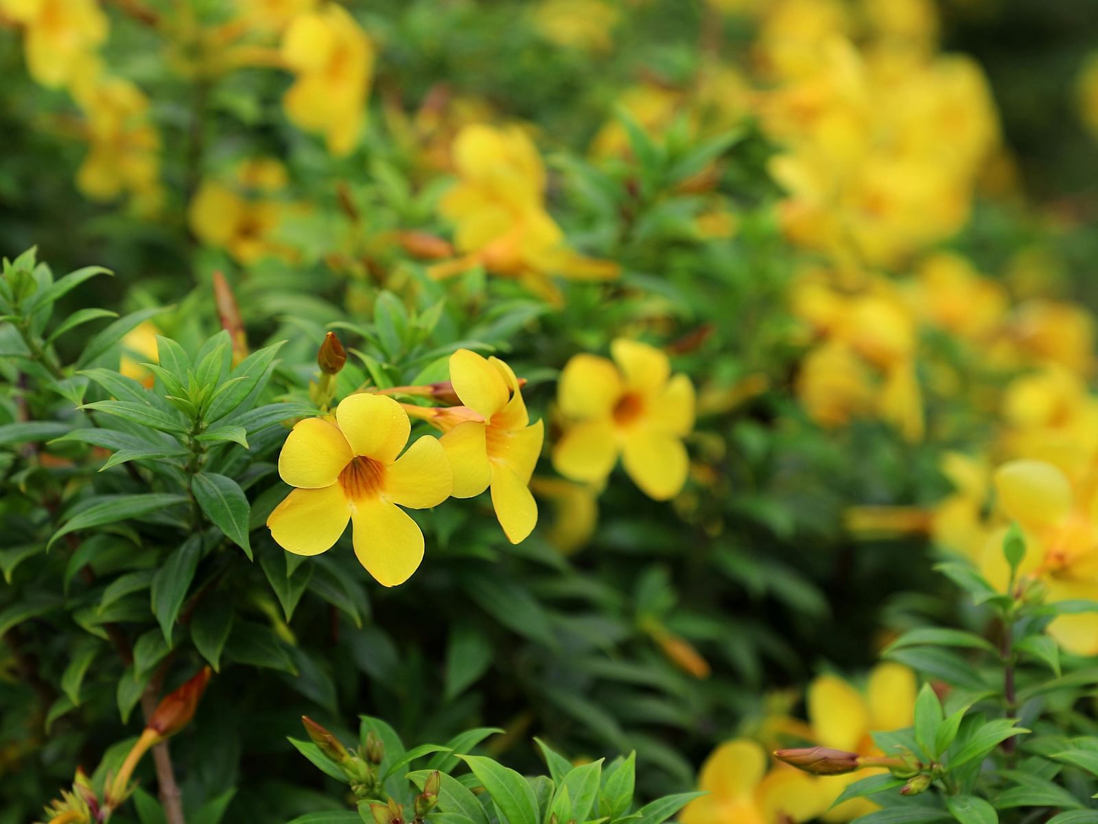 Flower surrounded by leaves.