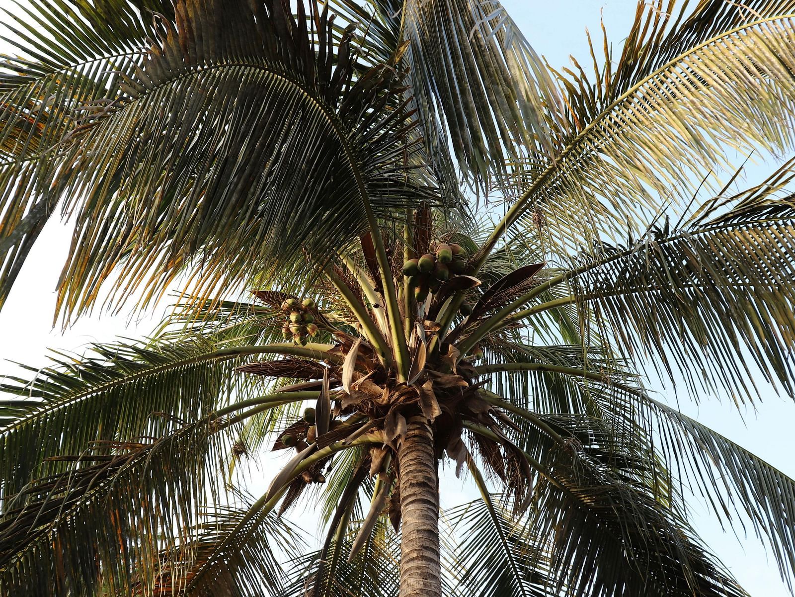 Coconut tree with the top in focus.