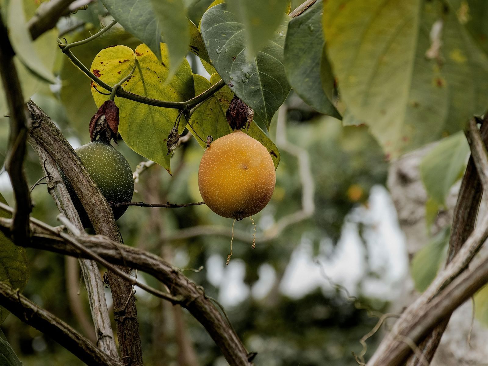 Close-up view of a fruit in focus on the tree.