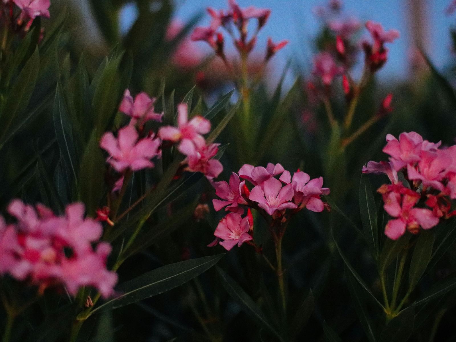 Bunch of flowers in bushes with leaves in the background.