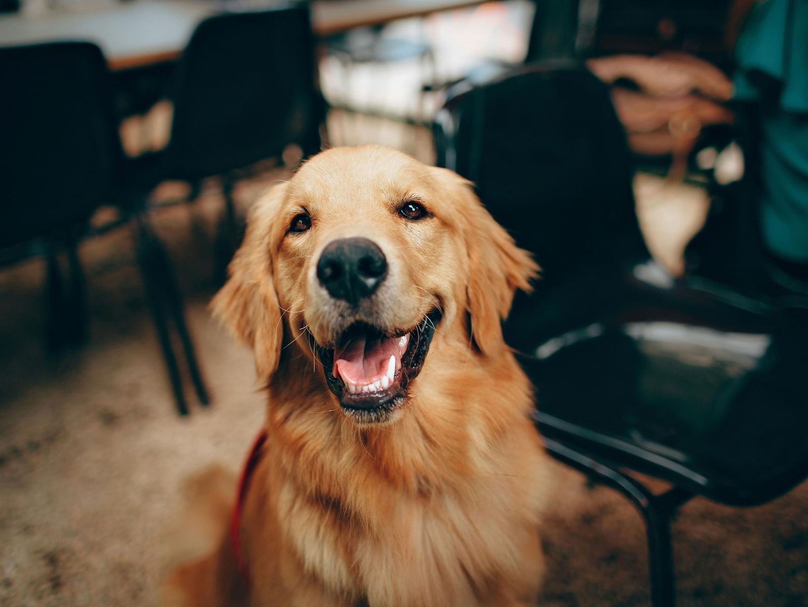 A golden retriever sitting with chairs in the background.