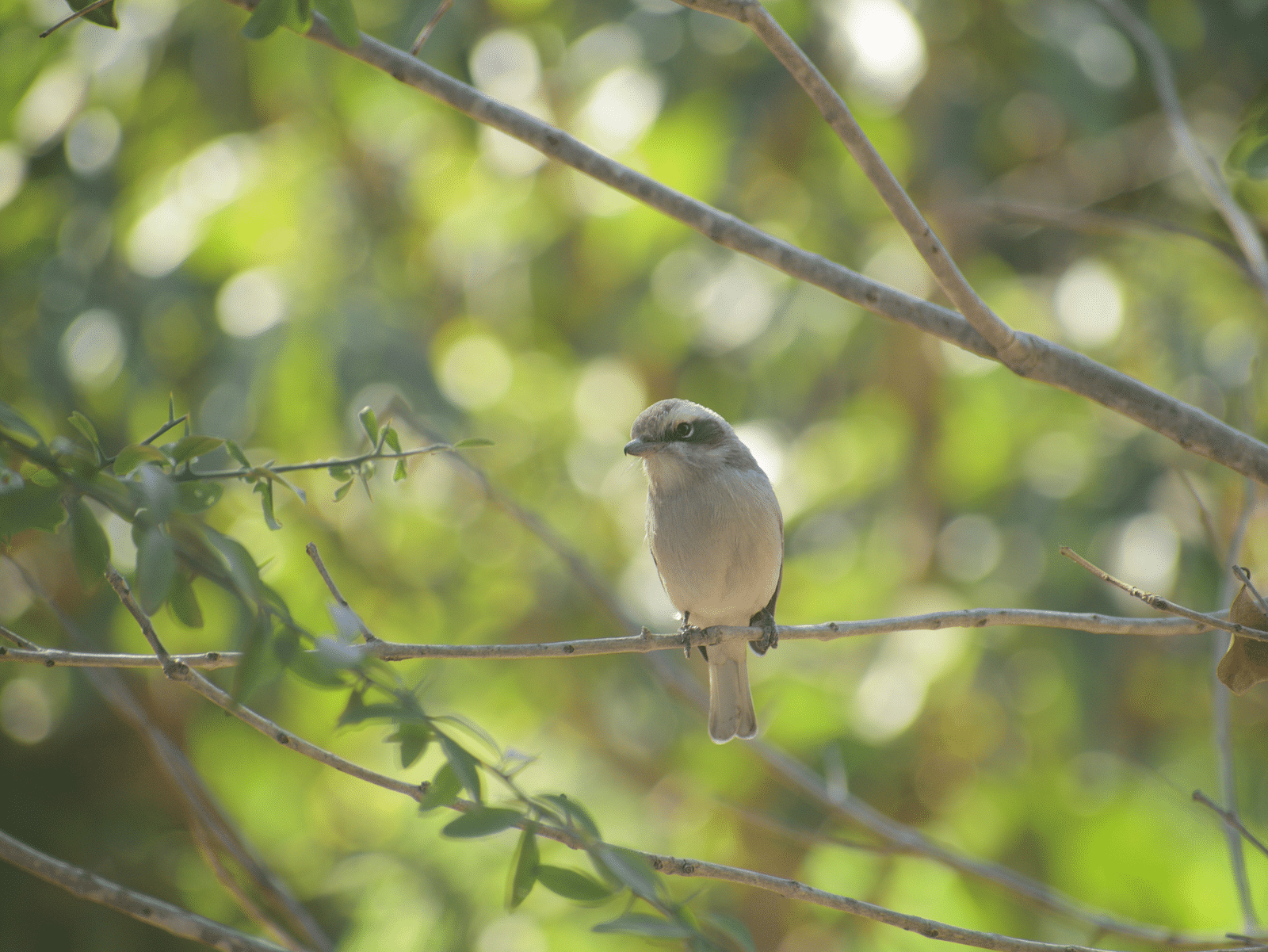 Common Woodshrike a kind of bird sitting on a branch of tree
