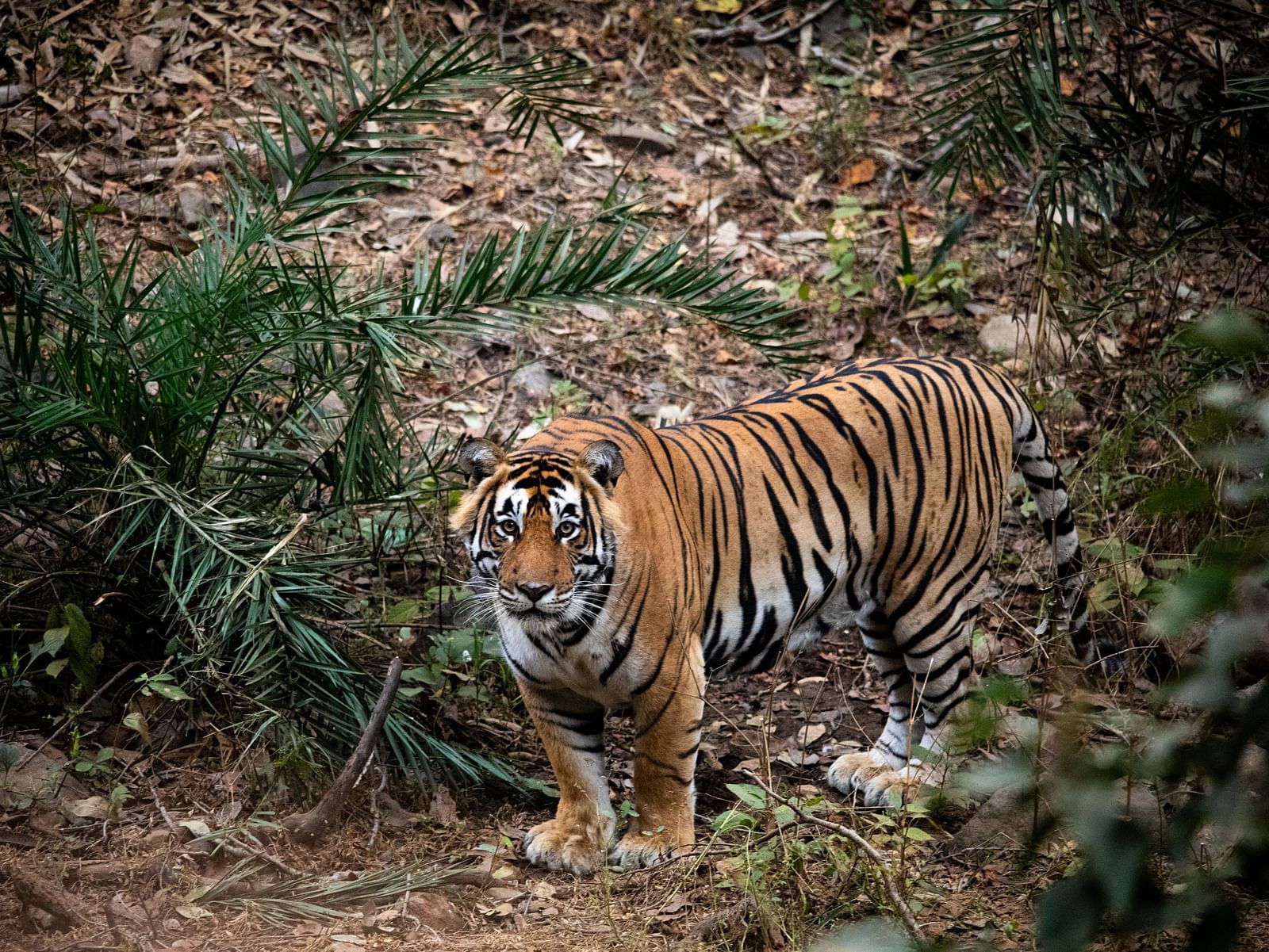 A tiger standing in the wilderness with small vegetation around while looking into the camera.
