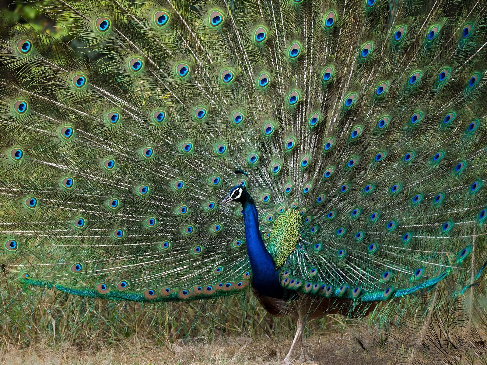 Image of a peacock with its feathers open - Utsav Camp Sariska