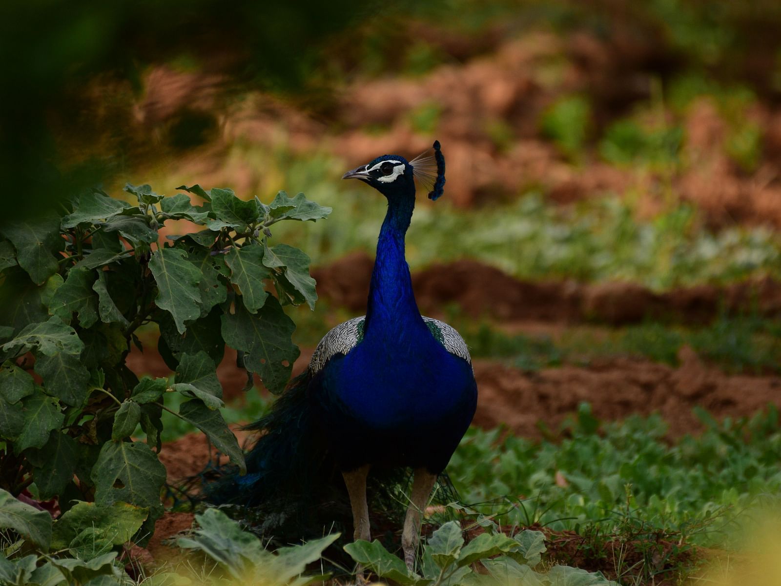A close-up image of peacock standing on the ground