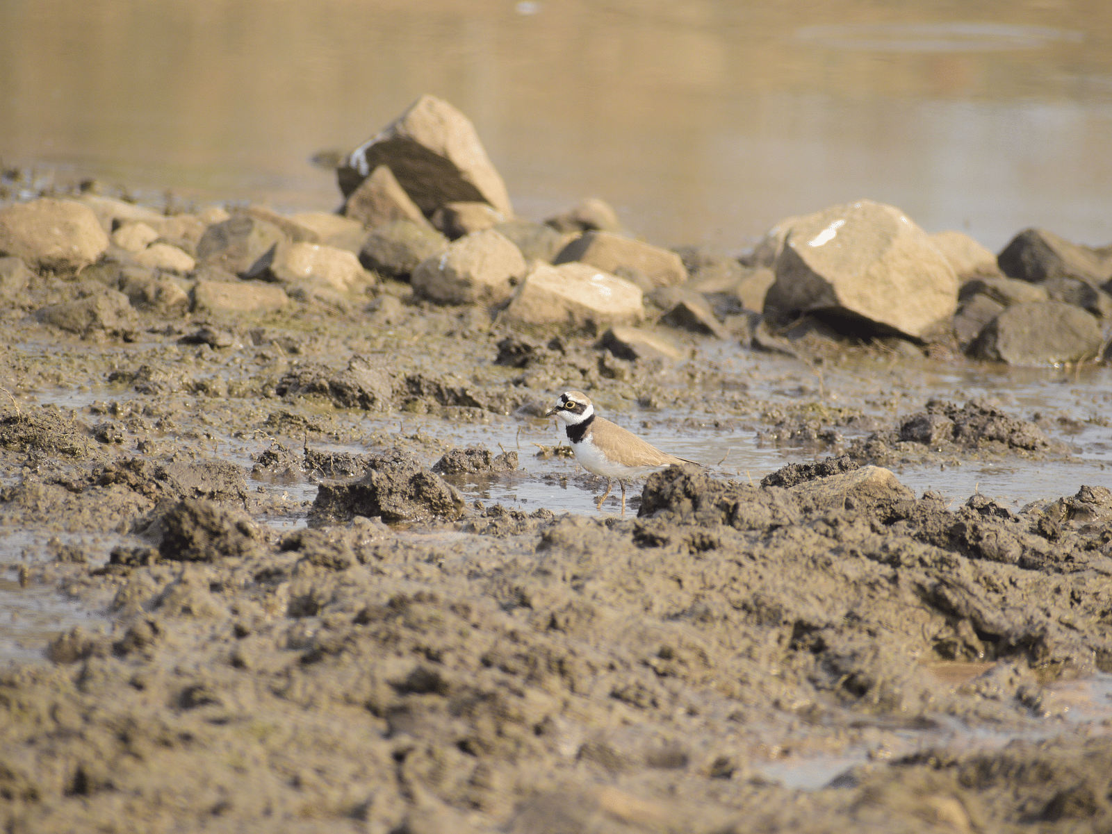 A picture featuring Little ringed Plover standing on a muddy surface with rocks in the background