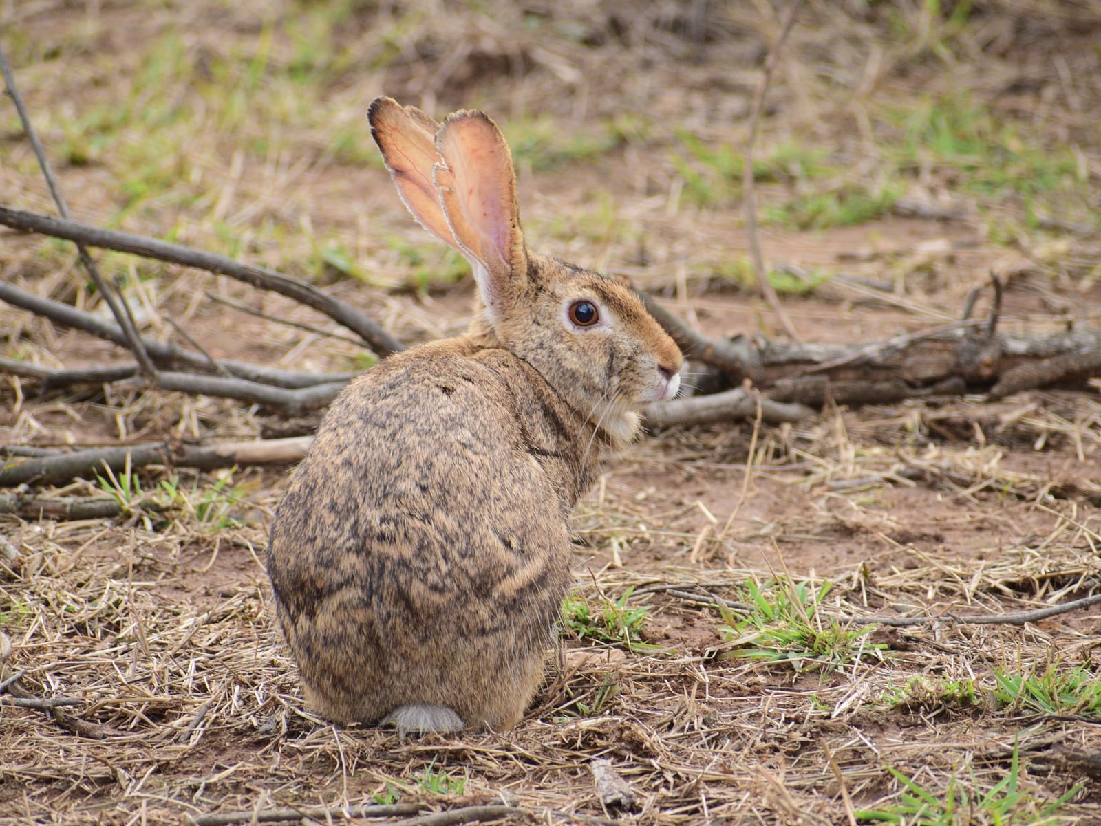 A picture featuring a rabbit resting on the ground with grass in the day time
