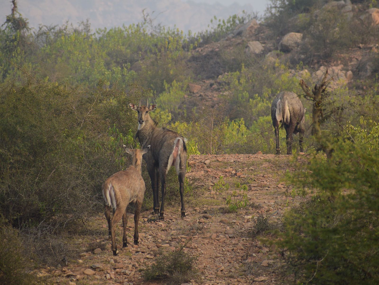 A picture featuring few animals standing on the narrow road covered with bushes, rocks in the background