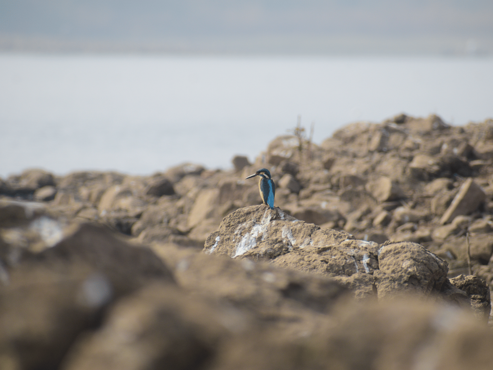 A side angle image of Common kingfisher resting on rock in day time