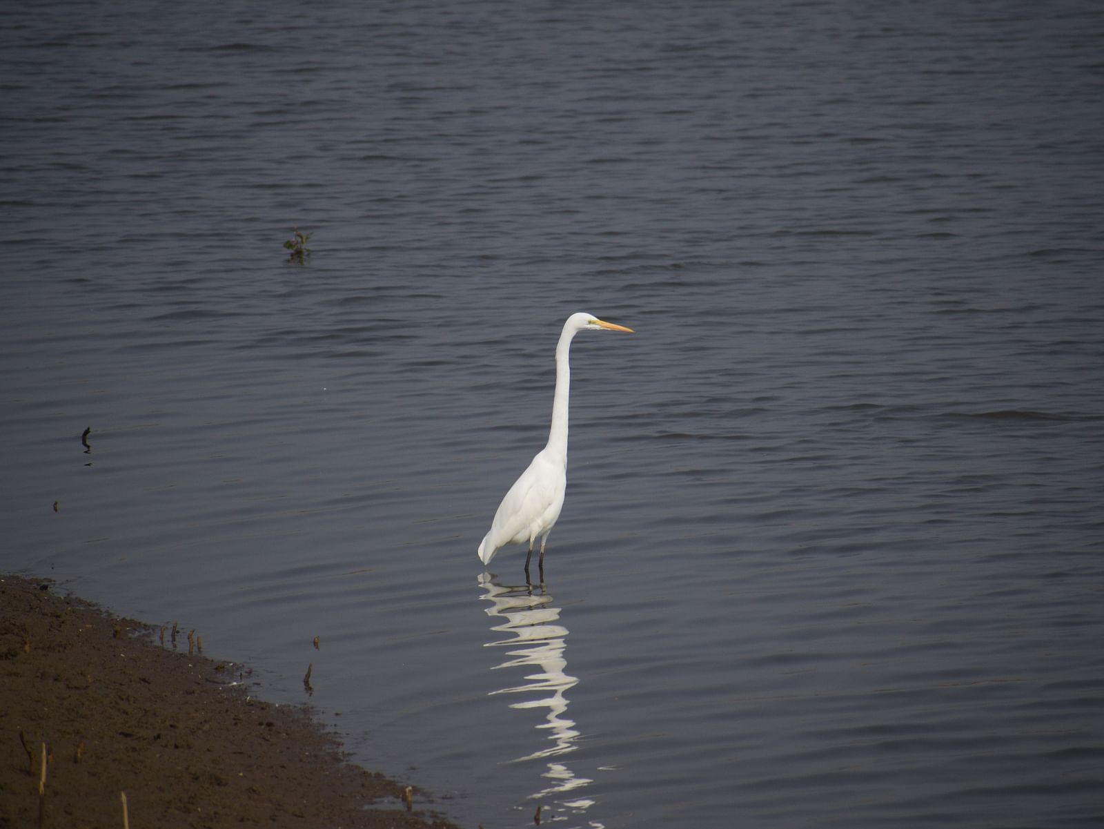 An image featuring Greater Egret standing in water, captured in the day time