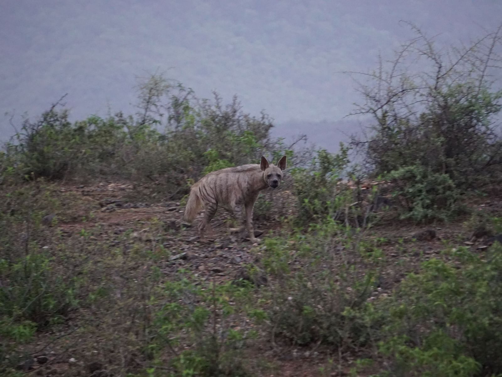 Hyena sniffing the ground near bushes on a hillside at dusk.