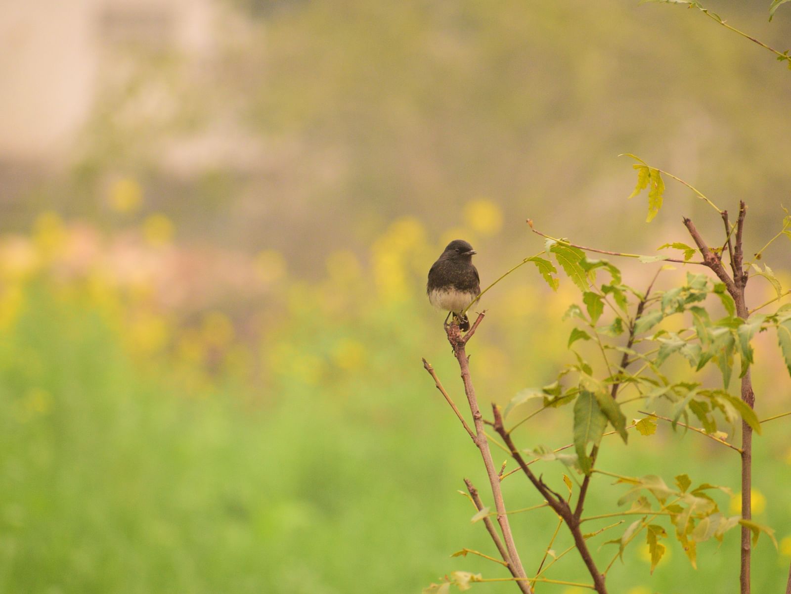 Picture of a pied bushchat resting on a plant in the day time, and therera re plants in the background